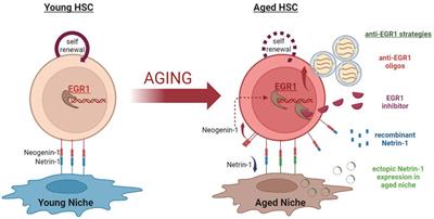 Early Growth Response Factor 1 in Aging Hematopoietic Stem Cells and Leukemia